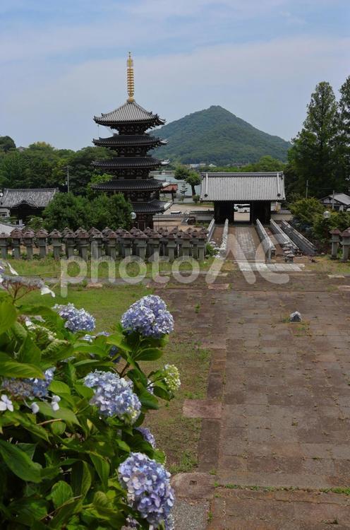 ６月中旬の法然寺の五重塔とアジサイの花 五重塔,伽藍,アジサイの写真素材