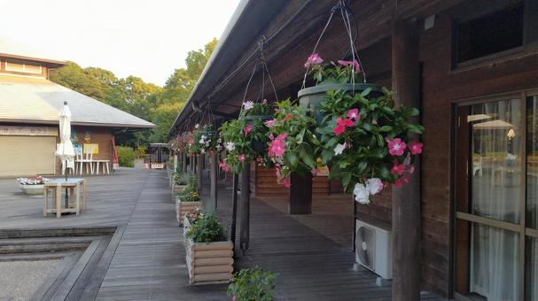 吊り下げ花壇に咲く鮮やかな花 吊り下げ花壇に咲く鮮やかな花 吊り下げ花壇,花壇,花の写真素材