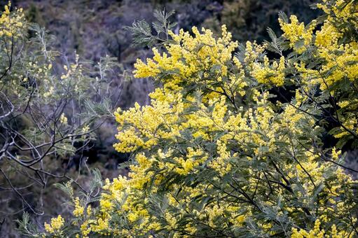 見頃を迎えた満開のミモザ ミモザ,花,春の写真素材