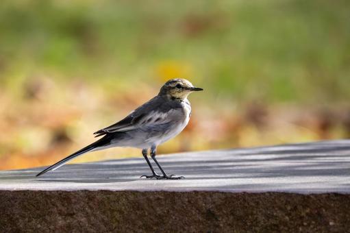 ハクセキレイ(32)の写真