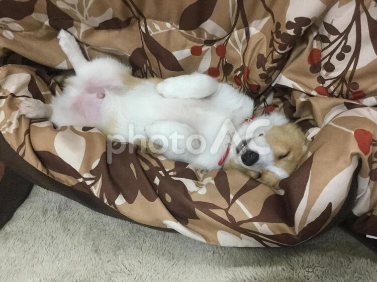 おやすみコーギー コーギー,ウエルッシュコーギー,愛犬の写真素材