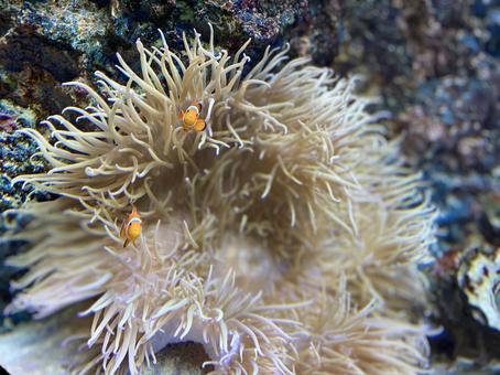 カクレクマノミ イソギンチャク 水族館 カクレクマノミ イソギンチャク 水族館 クマノミ,カクレクマノミ,クラウンフィッシュの写真素材