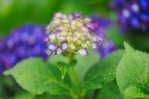 Hydrangea, JPG Hydrangea, JPG
