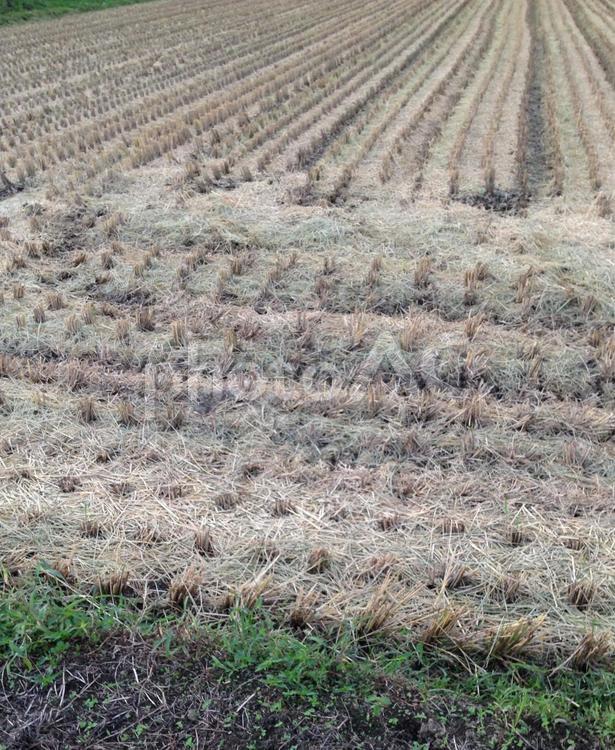 稲刈り後 稲刈り,田んぼ,秋の写真素材