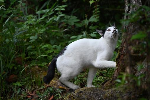 京都浄瑠璃寺のにゃんこ 京都浄瑠璃寺のにゃんこ ねこ,ノラネコ,ぶちねこの写真素材