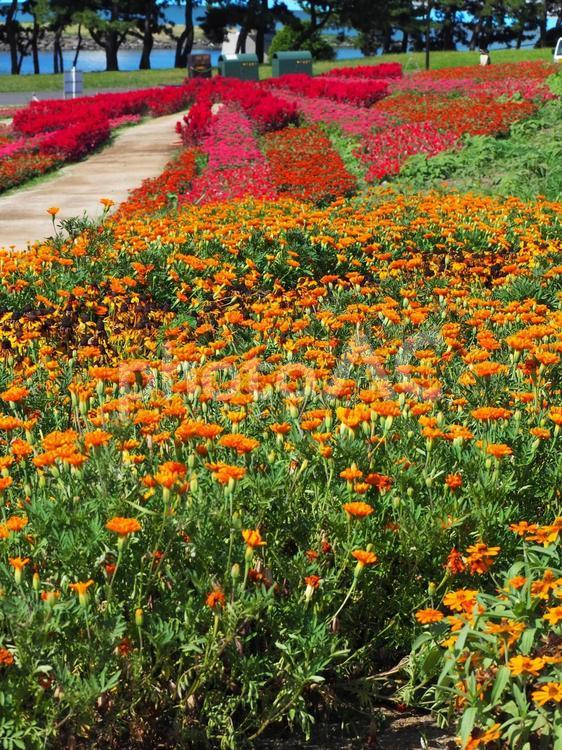 夏の葛西臨海公園・海辺の花（東京都） 夏,葛西臨海公園,東京都の写真素材