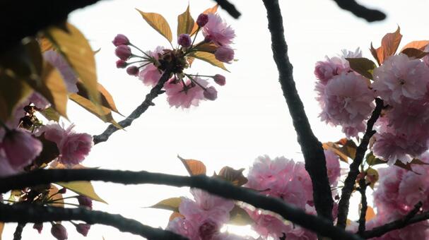 ボタン桜、春を告げる ボタン桜、春を告げる bamboo,ecology,gardenの写真素材