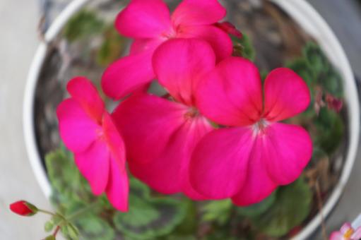 ゼラニウム 花,ゼラニウム,魚眼の写真素材