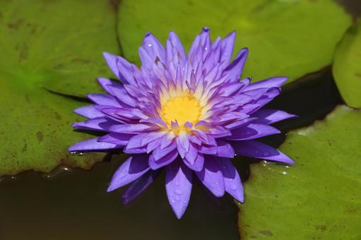 Photo, water lily, natural, water lily family, 