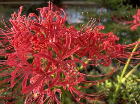 美しい彼岸花 美しい彼岸花 彼岸花,花,赤いの写真素材
