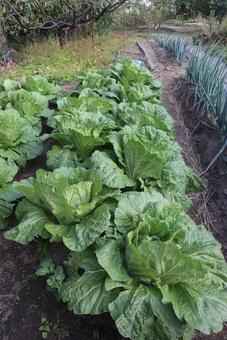 チャイニーズキャベツ 白菜,野菜,自然の写真素材