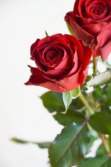 赤いばら 赤いばら バラ,薔薇,赤いばらの写真素材