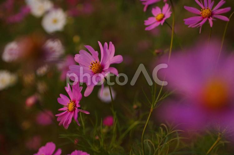 夕暮れのコスモス2 秋桜,コスモス,花の写真素材