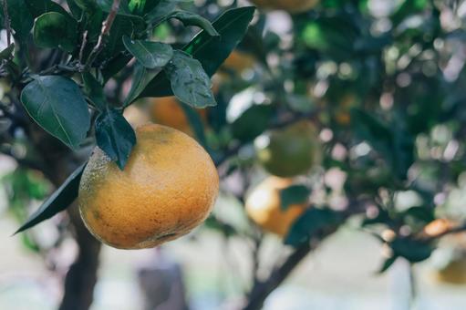 みかん 食べ物,果物狩り,みかんの写真素材