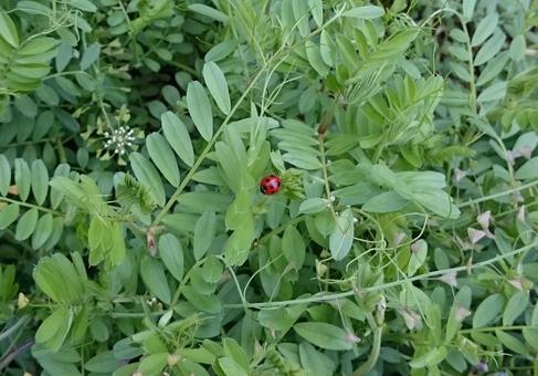 草花の中にいるてんとう虫 草花の中にいるてんとう虫の写真