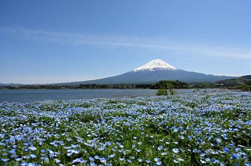 富士山と花 富士山と花 富士山,湖,河口湖の写真素材