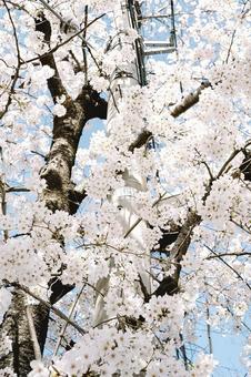 春 春の写真