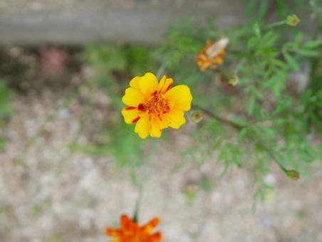 マリーゴールド Marigold マリーゴールド Marigoldの写真