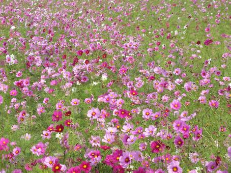 見わたす限り、一面のコスモス コスモス,花,ピンクの写真素材