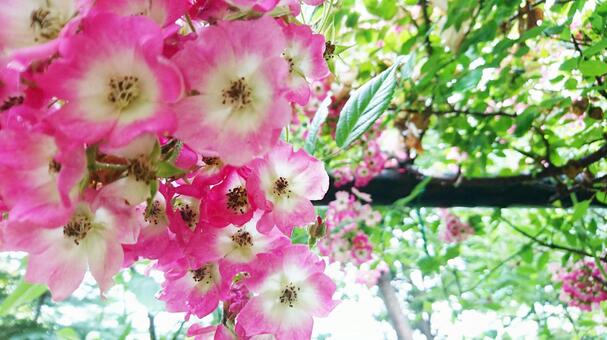 ピンクの花 ピンクの花の写真