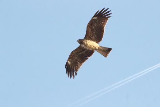 Black kite, JPG