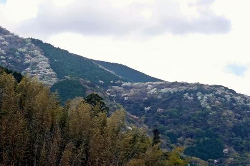 幻想的な山並みの山桜郡 幻想的な山並みの山桜郡の写真