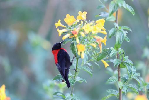 クロアカミツスイ クロアカミツスイ,野鳥,小鳥の写真素材