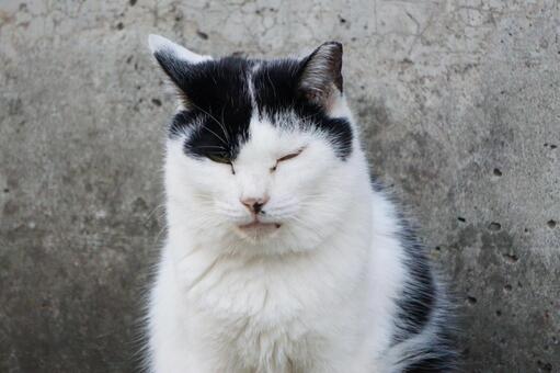 街中で見かけた野良ねこ14　猫素材　背景 ネコ,野良猫,可愛いの写真素材