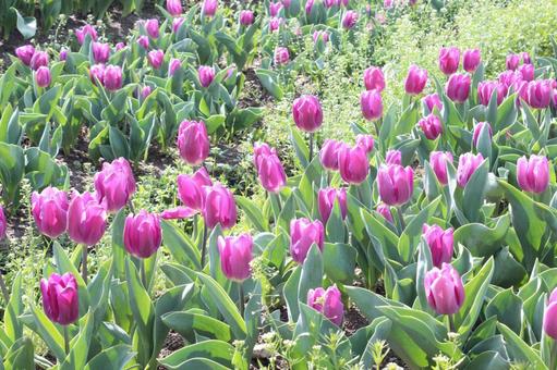 チューリップ畑の写真