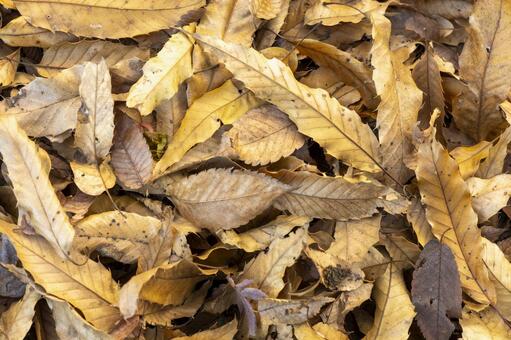 落ち葉のテクスチャ・秋から冬の背景 落ち葉,枯れ葉,葉っぱの写真素材