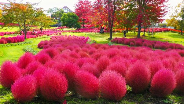 ゆにガーデンのコキア コキア,ゆにガーデン,赤いの写真素材