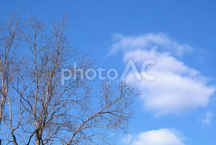 落葉樹と冬の青空 青空,雲,樹の写真素材