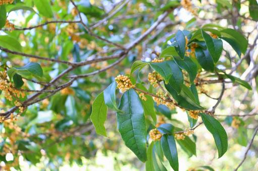 キンモクセイ　蕾 キンモクセイ,金木犀,木の写真素材