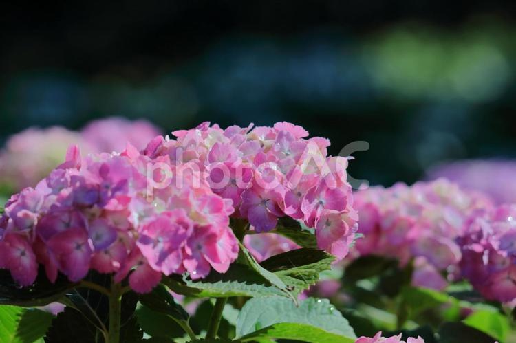 雨に濡れて咲く アジサイ,花,アジサイ科の写真素材