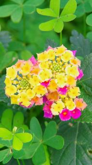 鮮やかなランタナの花 鮮やかなランタナの花 ランタナ,花,雑草の写真素材