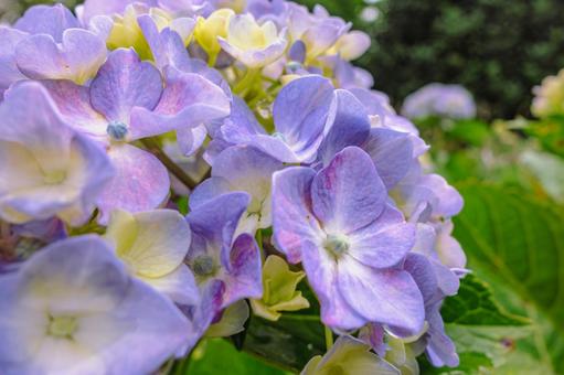 華麗なアジサイの花23 華麗なアジサイの花23の写真