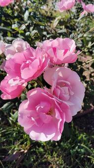 ローズ ローズ,バラ,薔薇の写真素材