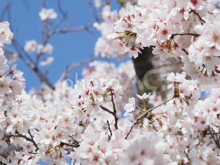 満開の桜の花と青空 桜,満開,青空の写真素材