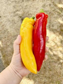 黄色と赤色のパレルモ 黄色と赤色のパレルモ スイートチリペッパー,肉厚,ジューシーの写真素材