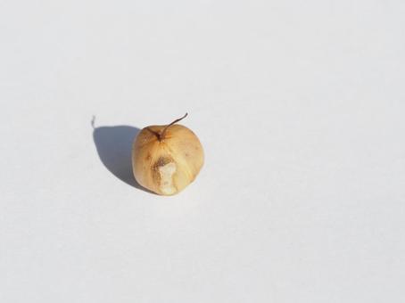 アサガオの種 アサガオの種 種,アサガオ,自然の写真素材
