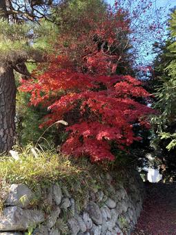 紅葉 紅葉の写真