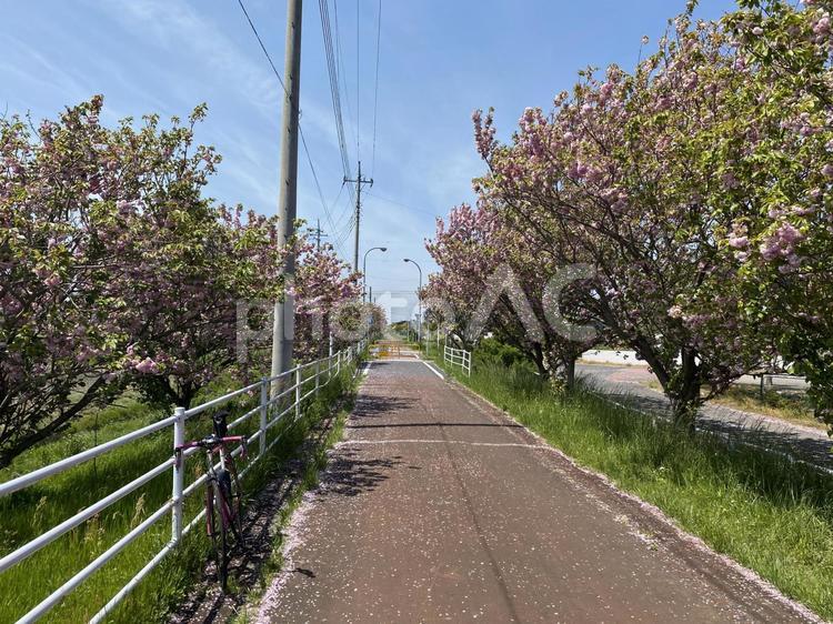 りんりんロード自転車道の八重桜 八重桜,自転車道,りんりんロードの写真素材