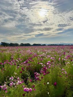 福井県 曇り空と宮ノ下コスモス公苑 福井県 曇り空と宮ノ下コスモス公苑の写真