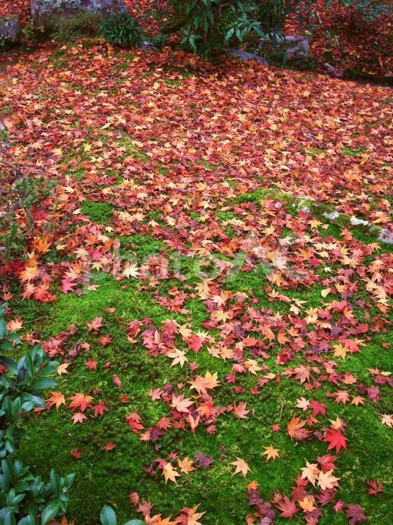 もみじのじゅうたん 秋,紅葉,絨毯の写真素材