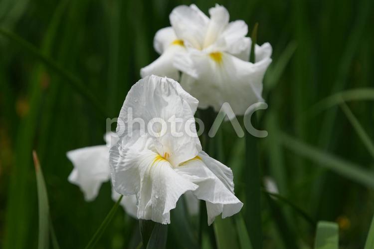 ハナショウブ（花菖蒲：連休白） ハナショウブ,花菖蒲,連休白の写真素材