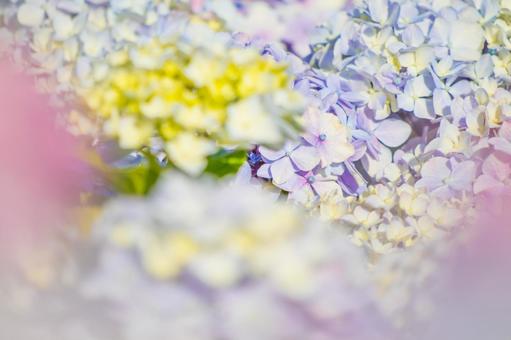 紫陽花 紫陽花の写真