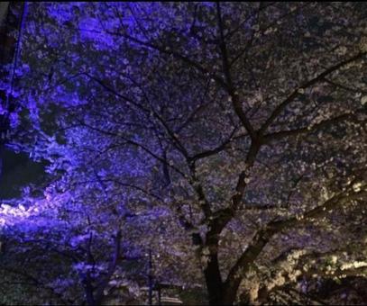 夜桜 夜桜の写真