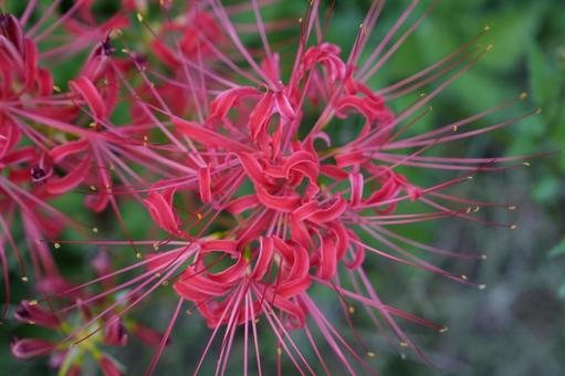 彼岸花　秋の写真