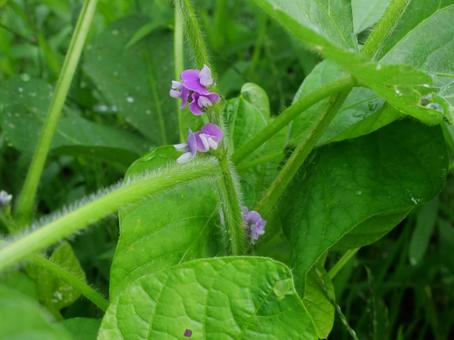 エダマメの花 エダマメの花 枝豆,エダマメ,だだちゃ豆の写真素材