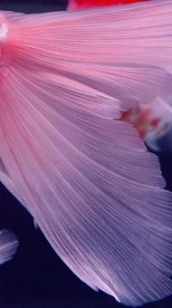 ピンクの熱帯魚の尾びれアップ ピンクの熱帯魚の尾びれアップの写真